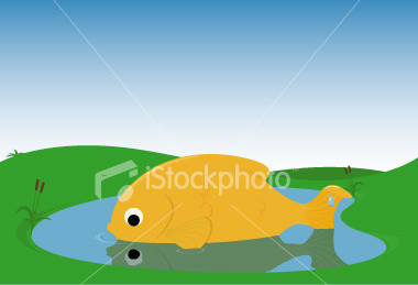 Stor fisk i en liten damm